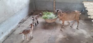 WhatsApp Image 2022-04-17 at 10.44.05 AM